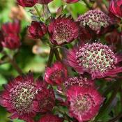 Astrantia Moulin Rouge