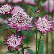 Astrantia major Claret image