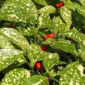 Aucuba japonica Crotonifolia