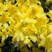 Azalea mollis Anneke