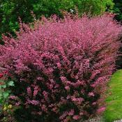 Berberis thunbergii Rose Glow