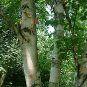 Betula papyrifera - Paper Birch