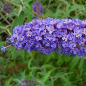 Buddleja davidii Nanho Blue image