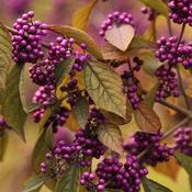 Callicarpa bodinieri Profusion