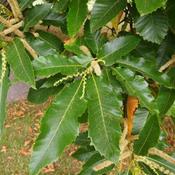 Castanea Sativa