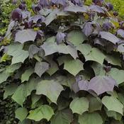 Catalpa x erubescens Purpurea image