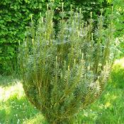 Cephalotaxus harringtonia Fastigiata image