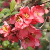 Chaenomeles x superba Pink Lady