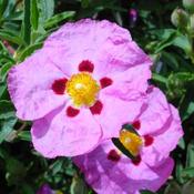 Cistus x purpureus