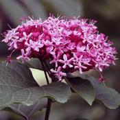 Clerodendrum bungei