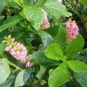 Clethra alnifolia Ruby Spice