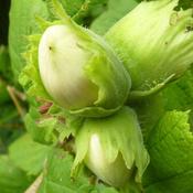 Cobnut - Corylus avellana Tonda di Giffoni