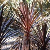 Cordyline australis Red Star