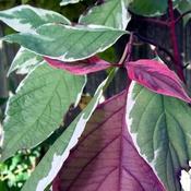 Cornus alba Elegantissima