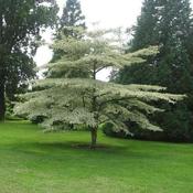 Cornus alternifolia Argentea