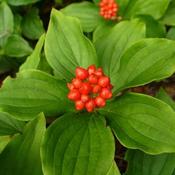 Cornus canadensis