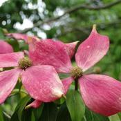 Cornus capitata Kilmacuragh Rose