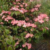 Cornus kousa Satomi - Japanese Dogwood image