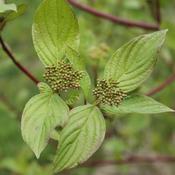 Cornus sanguinea - Dogwood