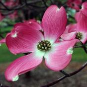 Cornus florida Cherokee Chief image