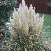 Cortaderia selloana Pumila