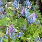 Corydalis elata - Blue Fumewort