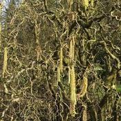 Corylus avellana Scooter image