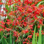 Crocosmia Emberglow