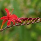 Crocosmia Lucifer AGM