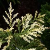Cryptomeria japonica Sekkan (Sugi)