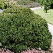 Cryptomeria japonica Vilmoriniana