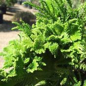 Cryptomeria japonica Cristata