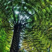 Cyathea australis