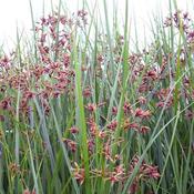 Cyperus longus - Sweet galingale