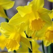 Daffodil Dellan image