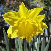 Daffodil Dutch Master image