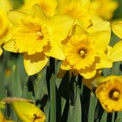 Daffodil California image