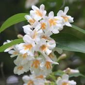 Dipelta floribunda image