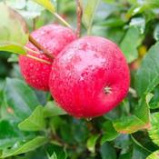 Apple Discovery image