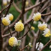 Edgeworthia chrysantha Grandiflora