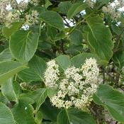 Ehretia dicksonii