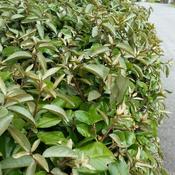 Elaeagnus x ebbingei Compacta
