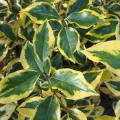 Elaeagnus x ebbingei Gilt Edge