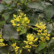 Epimedium x perralchicum Frohnleiten