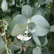 Eucalyptus gunnii image
