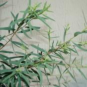 Eucalyptus nicholii
