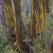 Eucalyptus subcrenulata image