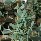 Eucalyptus gunnii France Bleu image