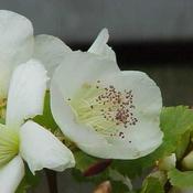Eucryphia glutinosa