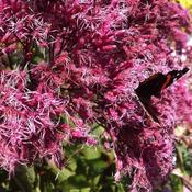 Eupatorium maculatum Atropurpureum